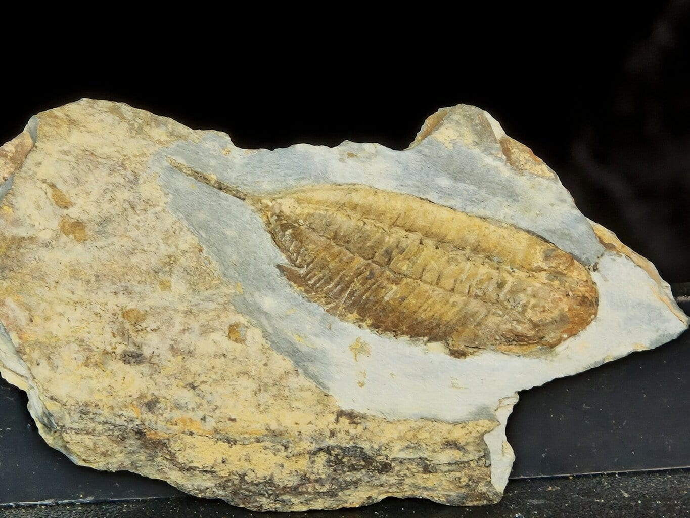 Eodalmanitina – Image 2