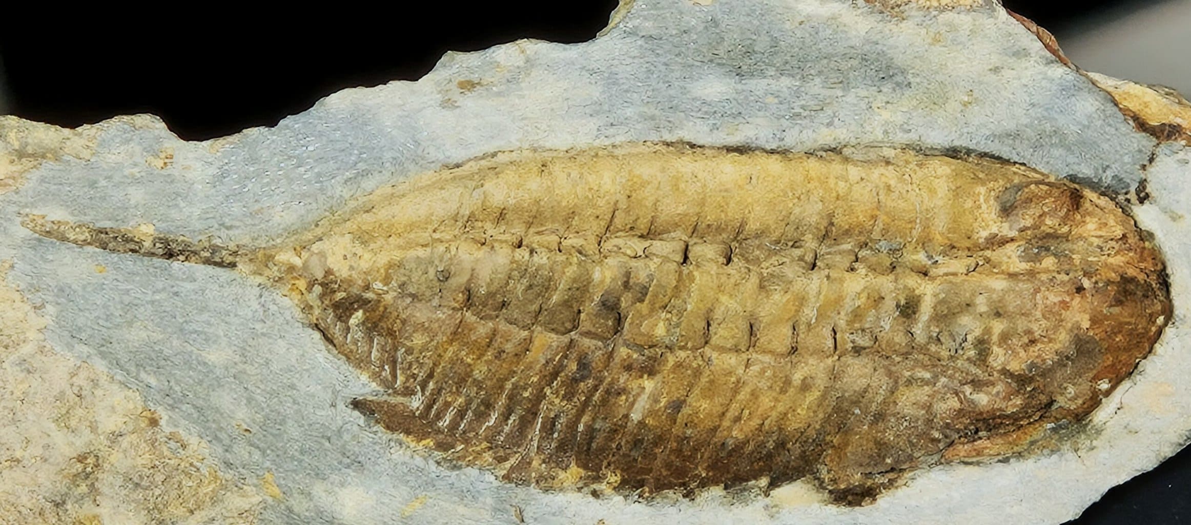 Eodalmanitina