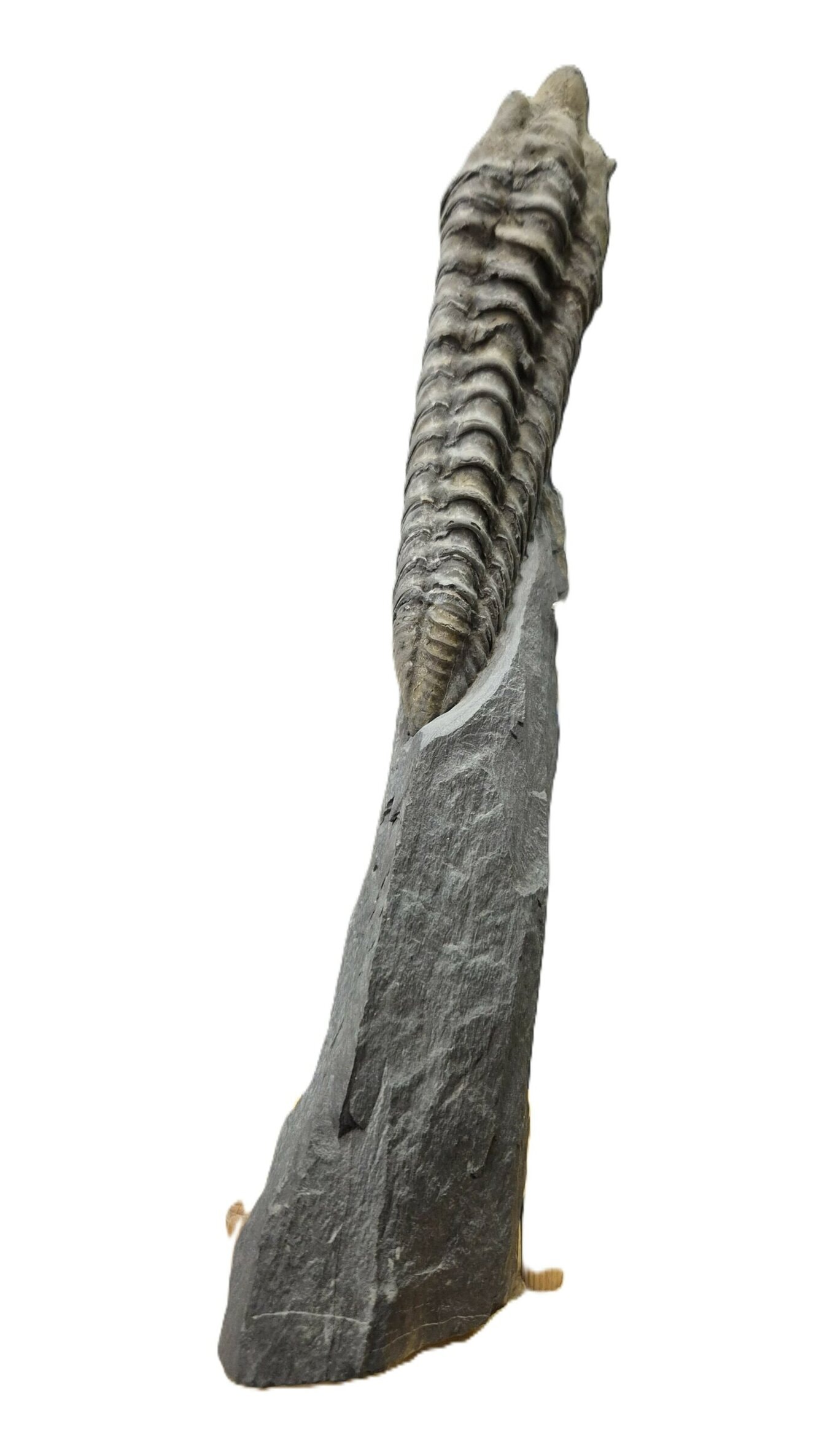 Neseuretus Bain de Bretagne – Image 2