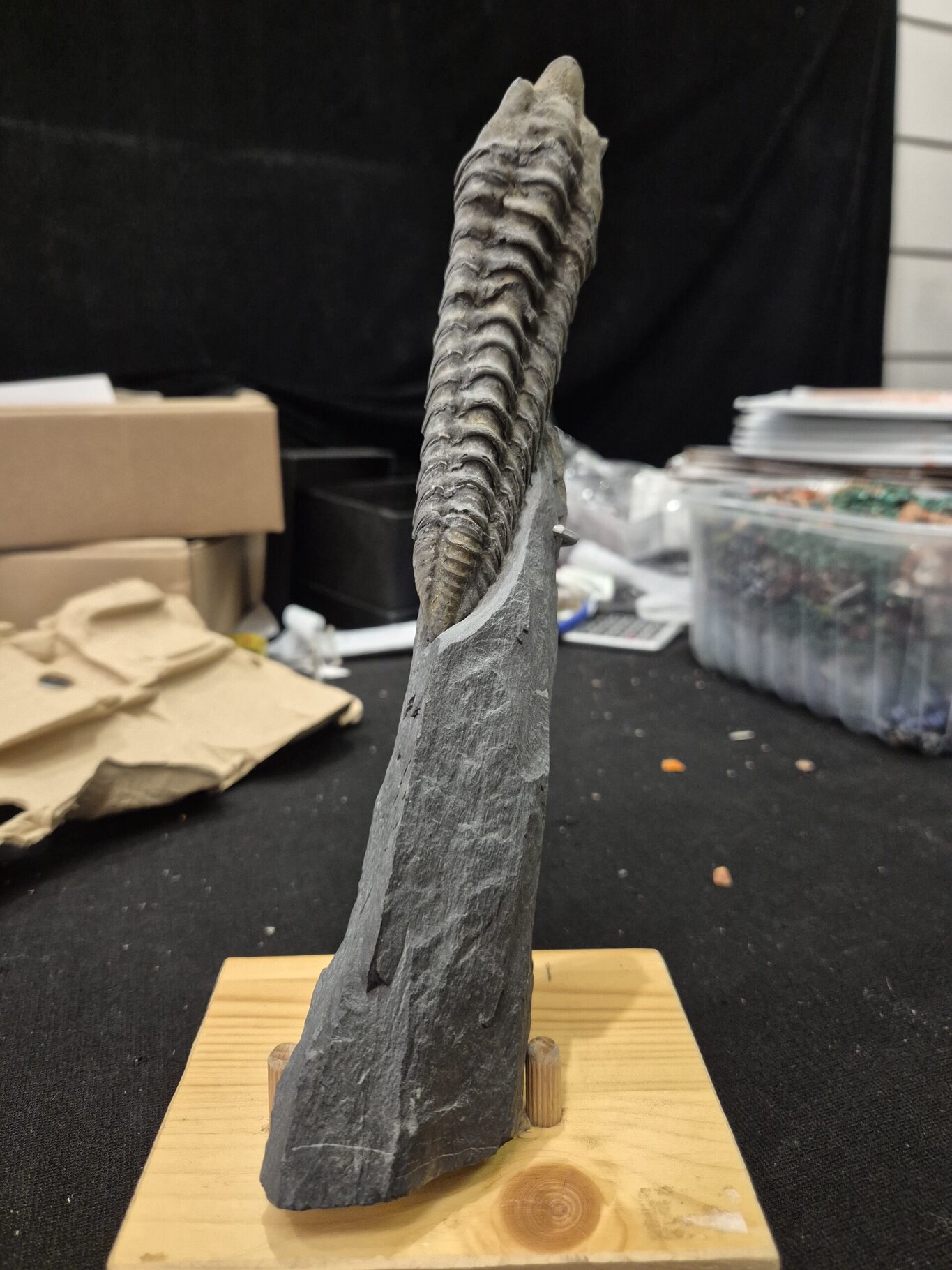 Neseuretus Bain de Bretagne – Image 3