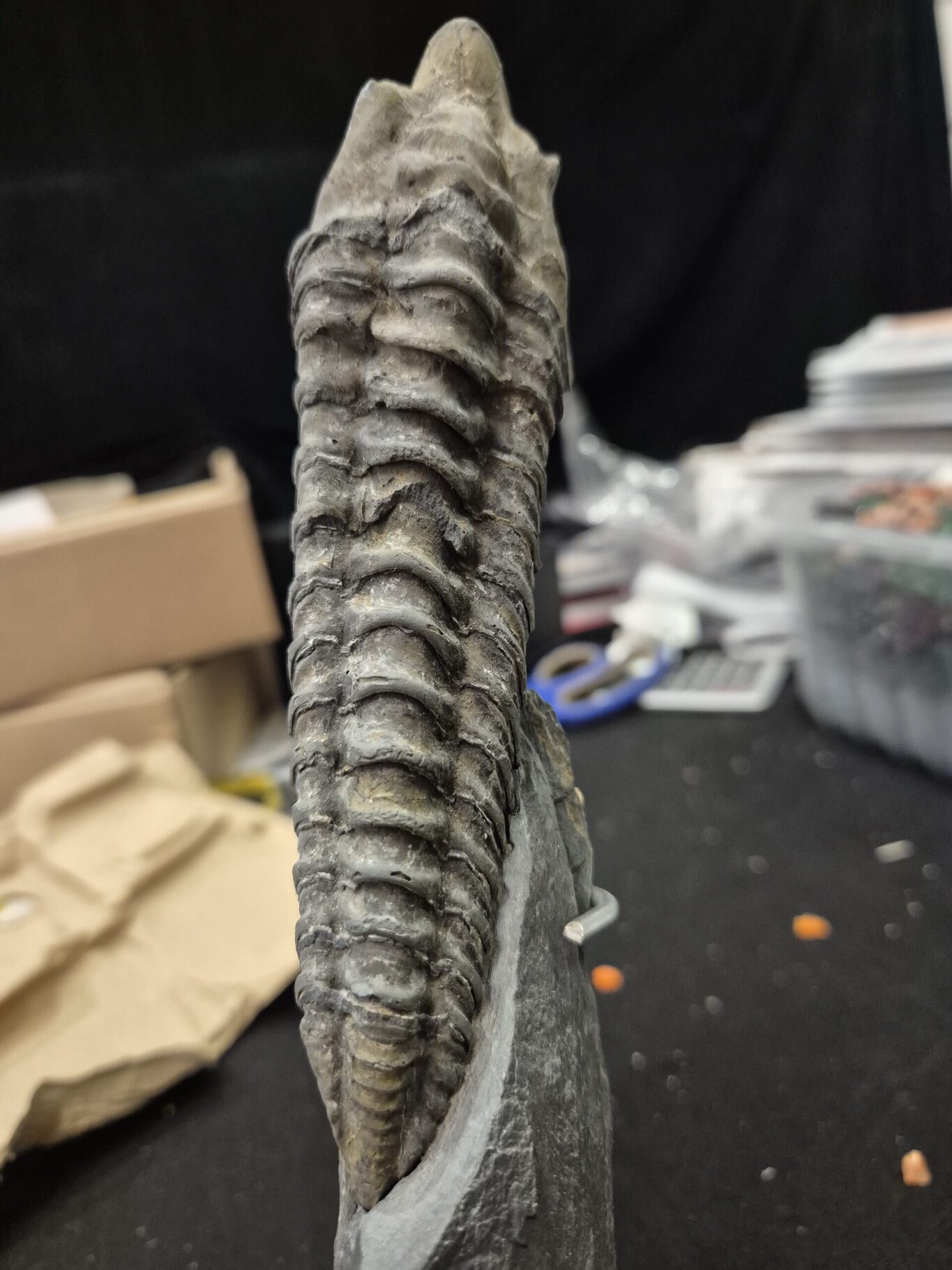 Neseuretus Bain de Bretagne