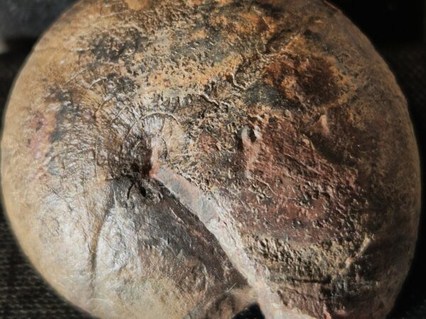 Goniatite du Faménien