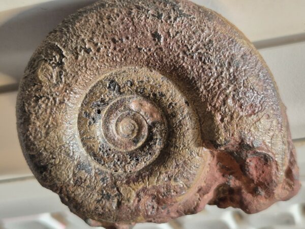 Cymaclymenia Dévonien