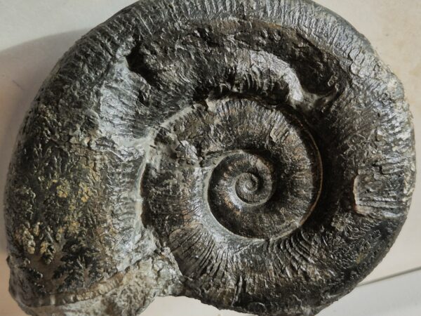 Lytoceras fimbriatum Carixien