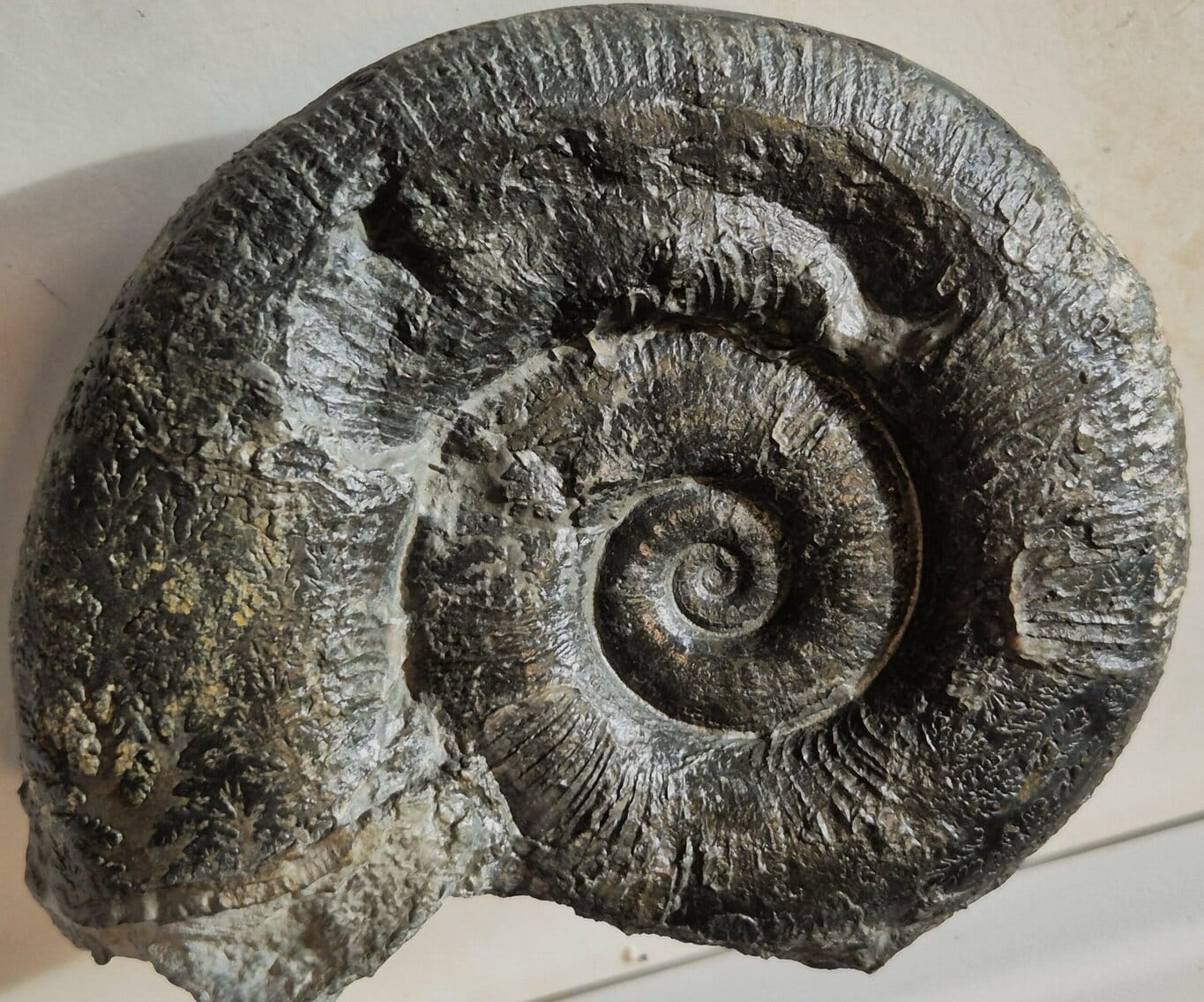 Lytoceras fimbriatum Carixien