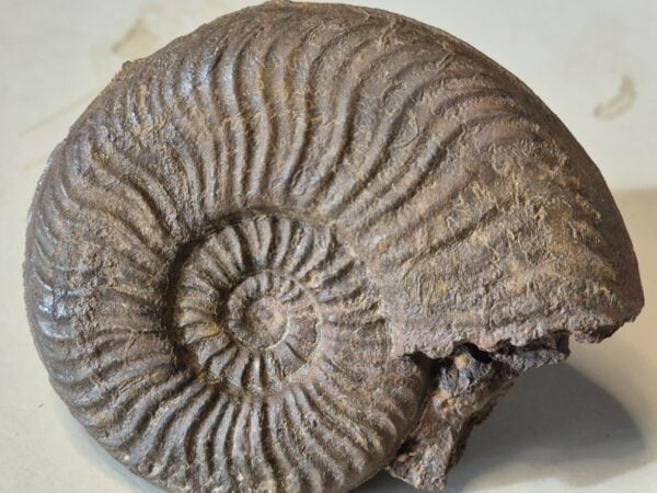 Dumortiera subundulata Aalénien 