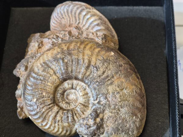 Augia metallaria Aalénien