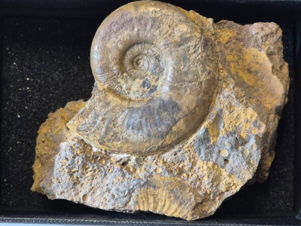 Dumortiera pseudoradiosa Aalénien