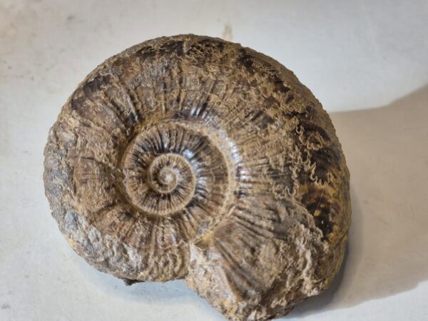 Dumortiera rhodanica Aalénien