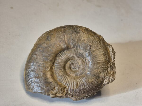 Dumortiera Aalénien