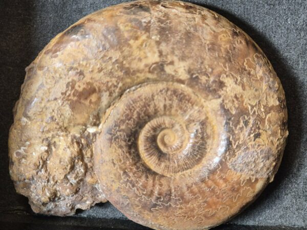 Dumortiera pseudoradiosa