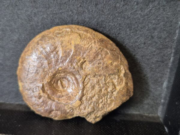 Staufenia sehndensis Aalénien