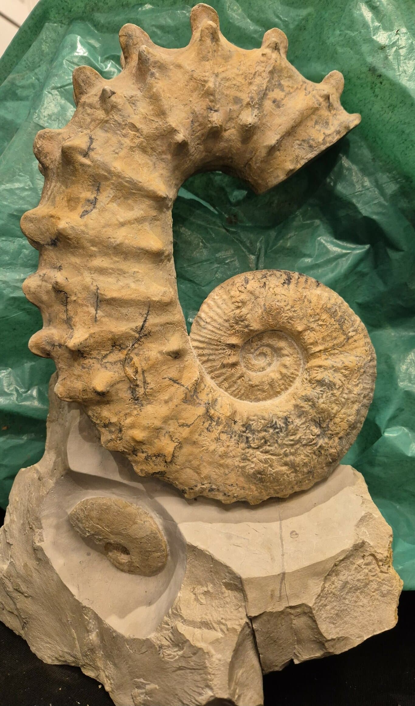 Pseudocrioceras fasciculare Bédoulien – Image 2