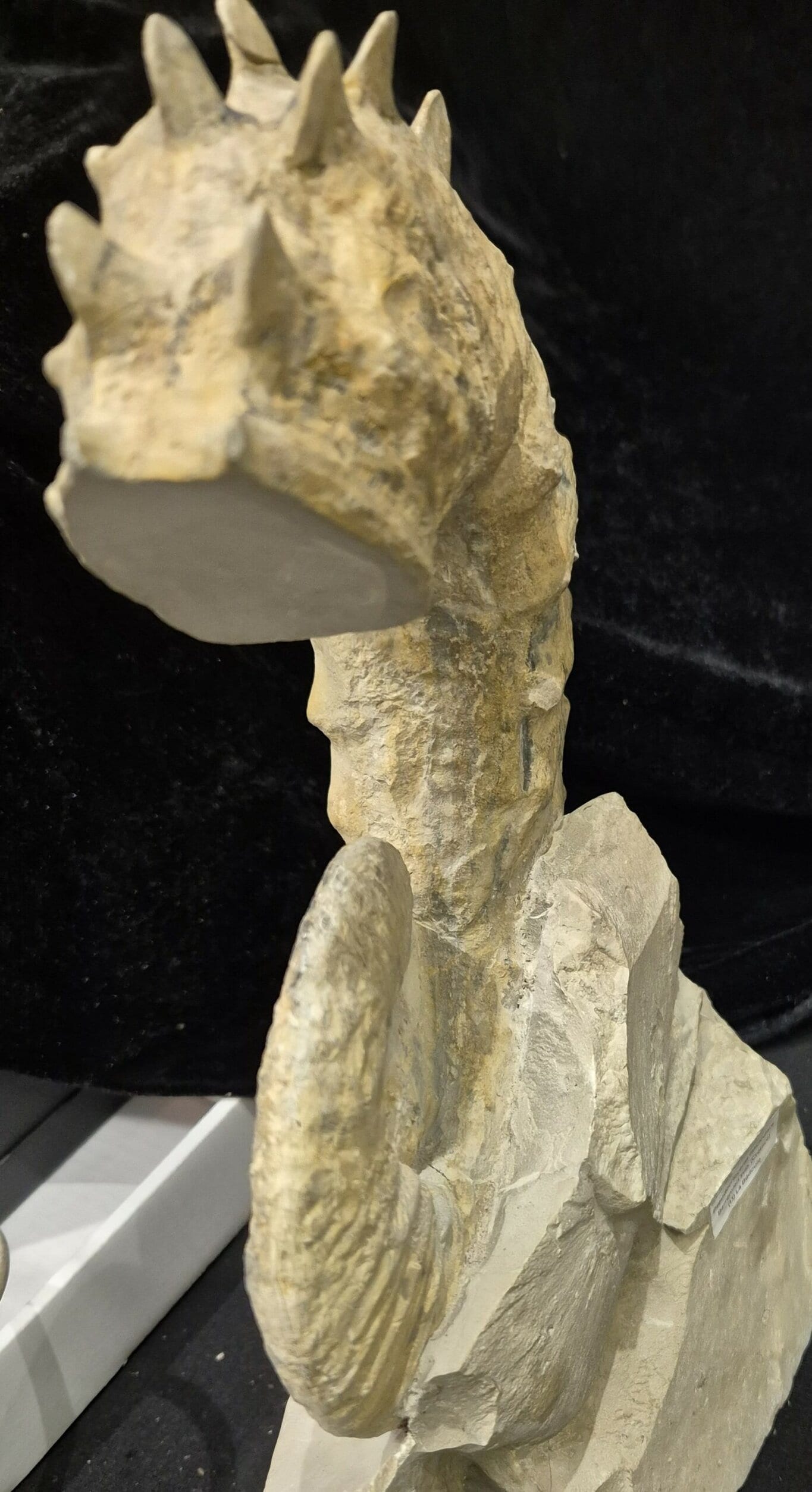 Pseudocrioceras fasciculare Bédoulien – Image 3