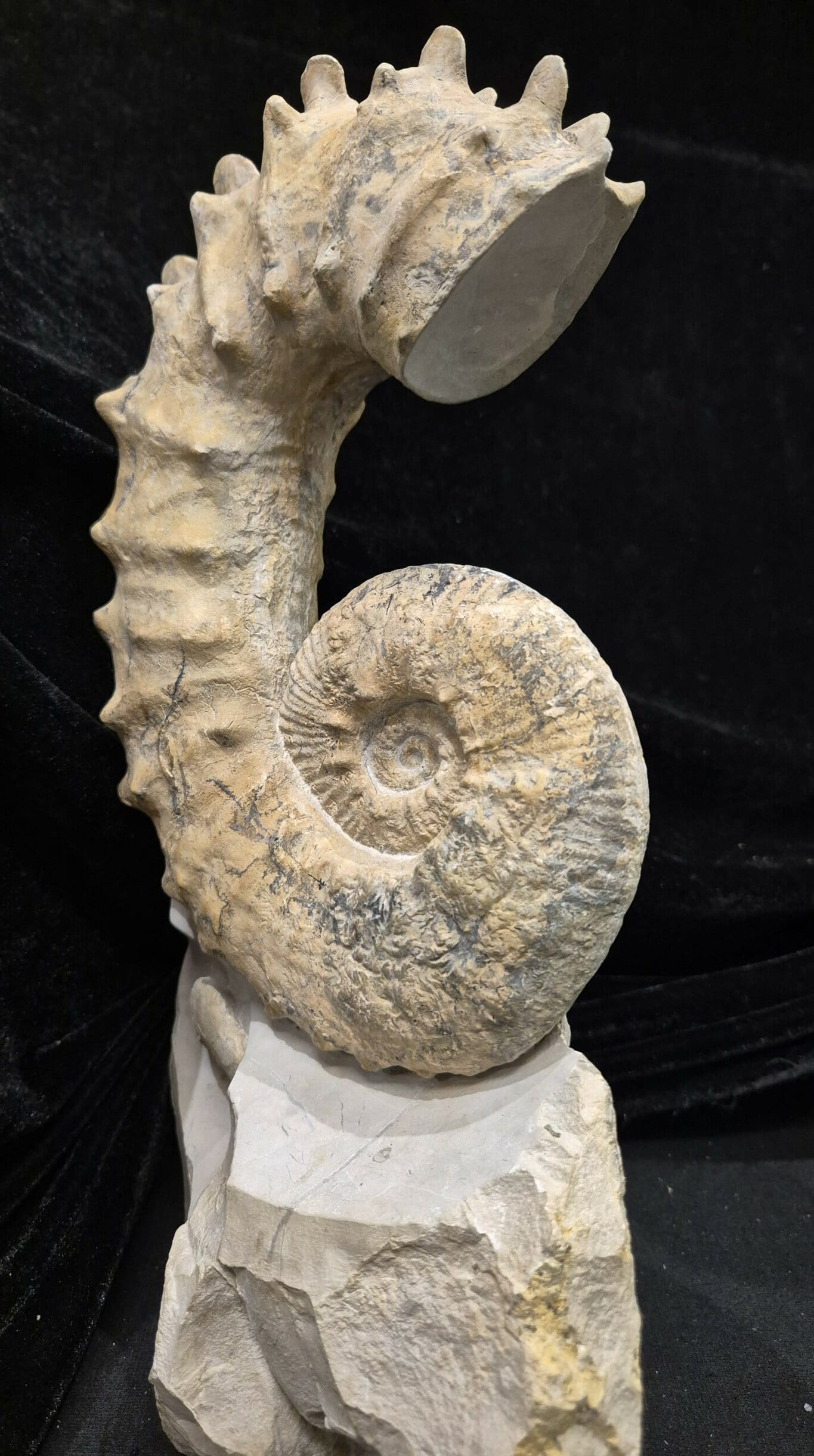 Pseudocrioceras fasciculare Bédoulien – Image 4