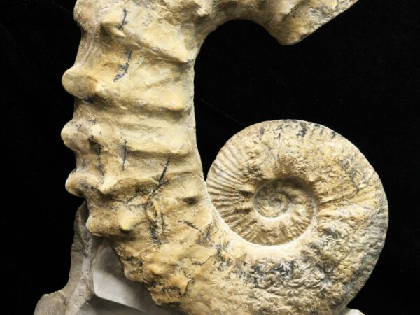 Pseudocrioceras fasciculare Bédoulien