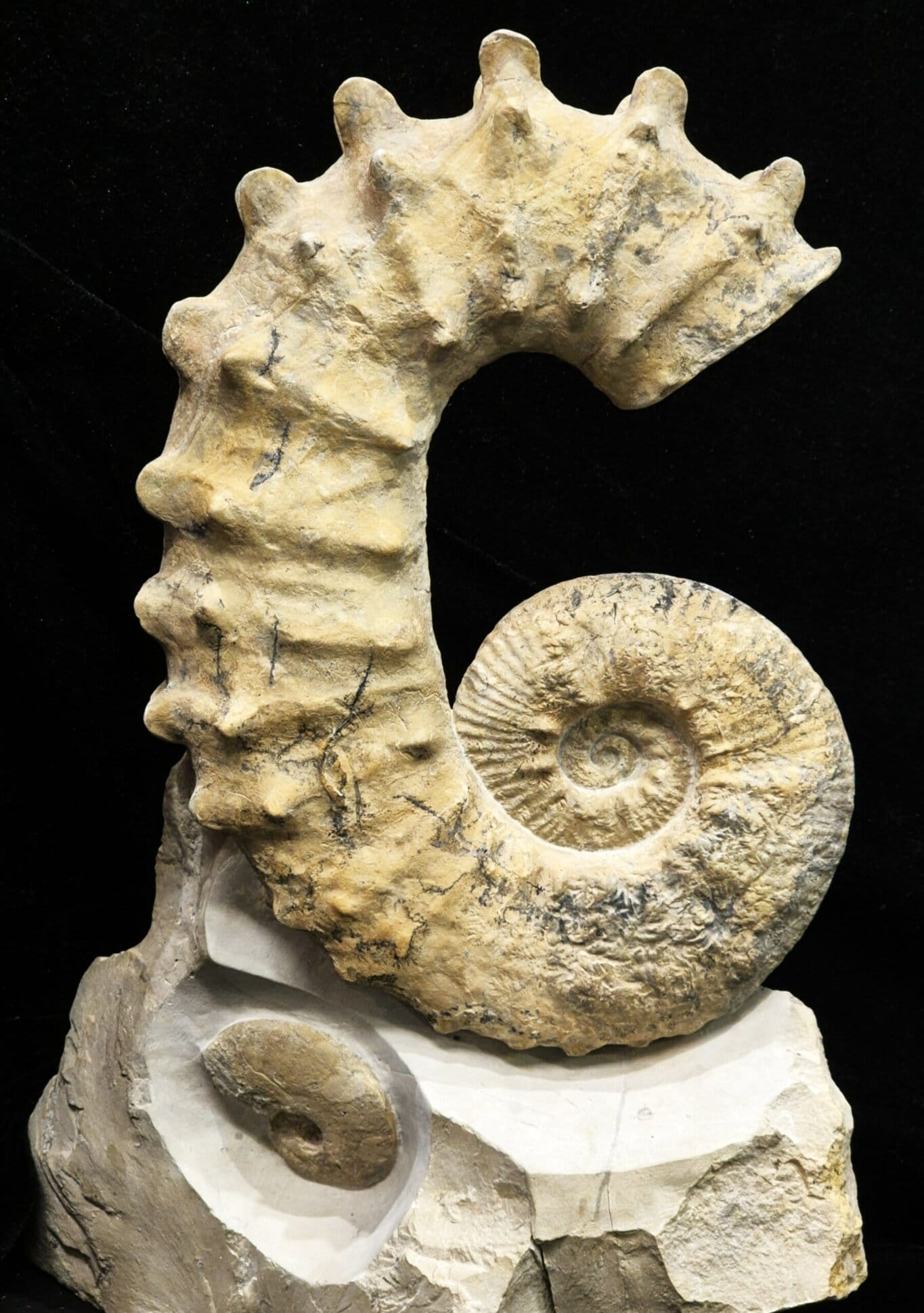 Pseudocrioceras fasciculare Bédoulien