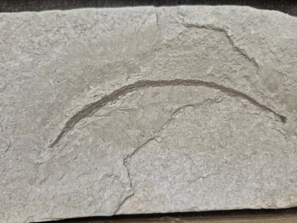 Syngnathus acus pliocène