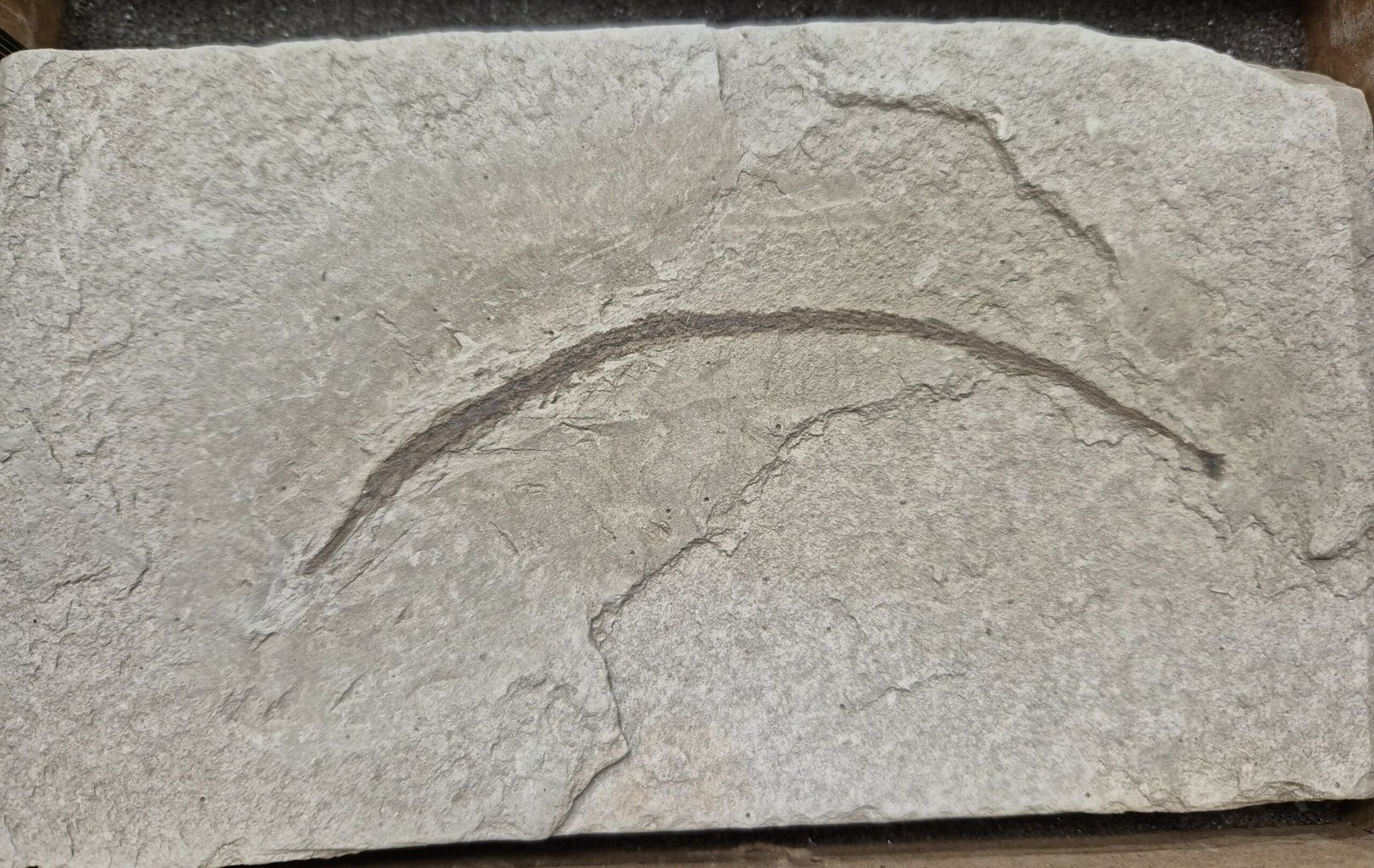 Syngnathus acus pliocène