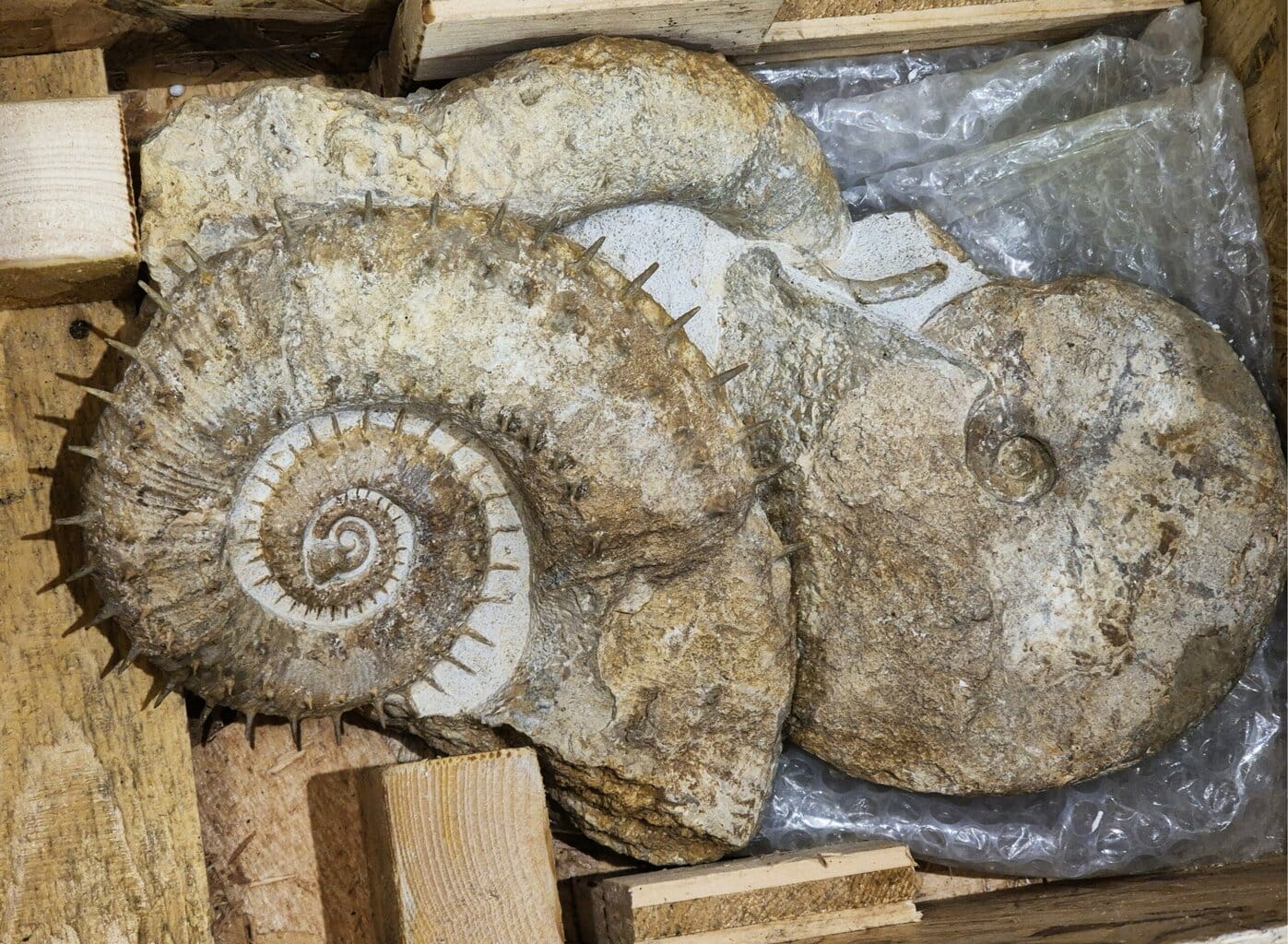 Emericiceras du Barrémien