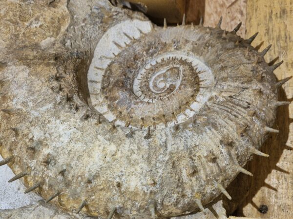 Emericiceras du Barrémien