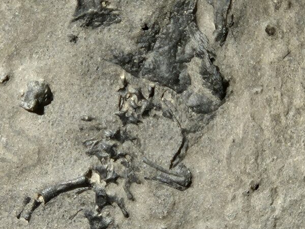 Branchiosaurus du Permien