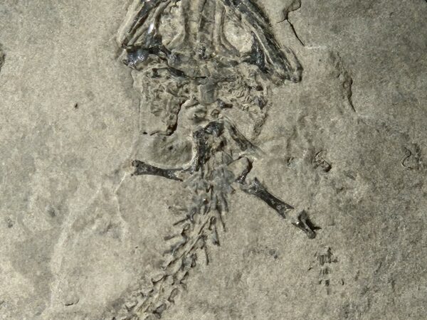 Branchiosaurus Autun