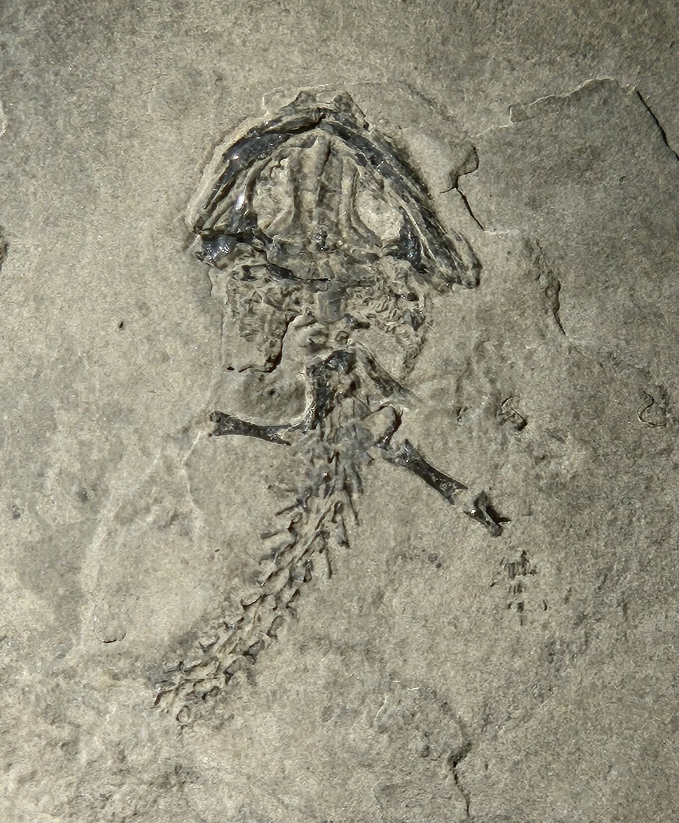 Branchiosaurus Autun