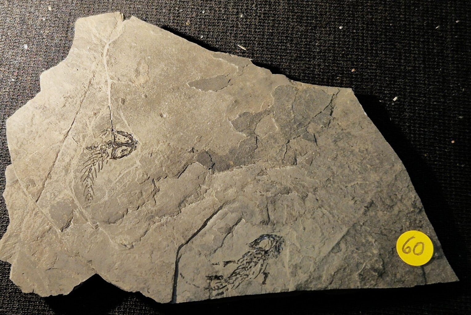 Branchiosaurus Permien d'Autun