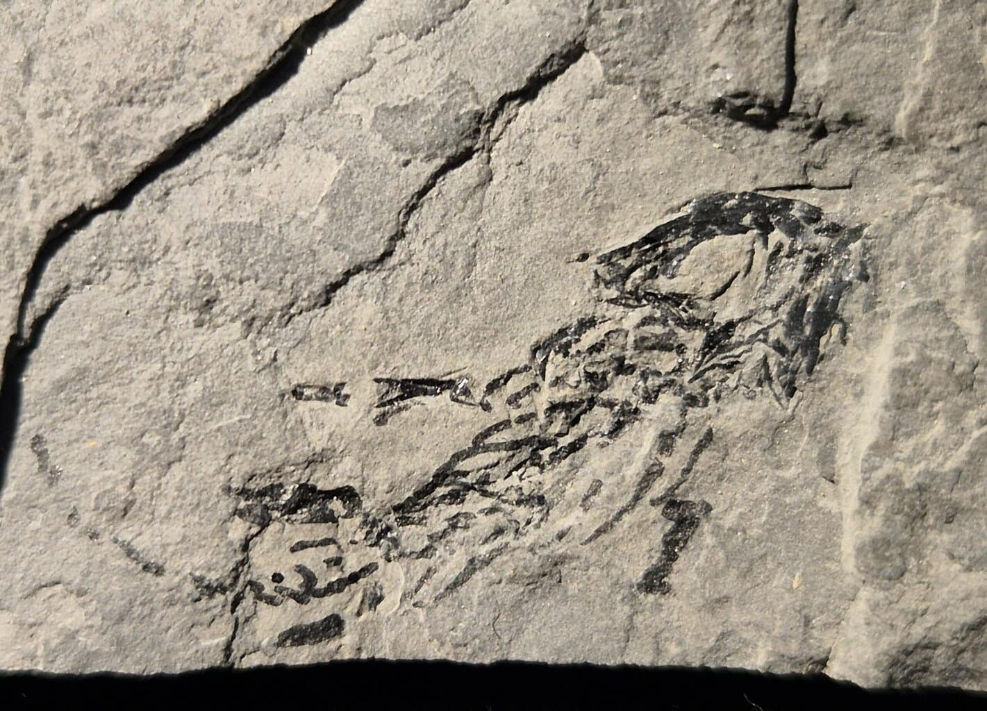 Branchiosaurus Permien d'Autun