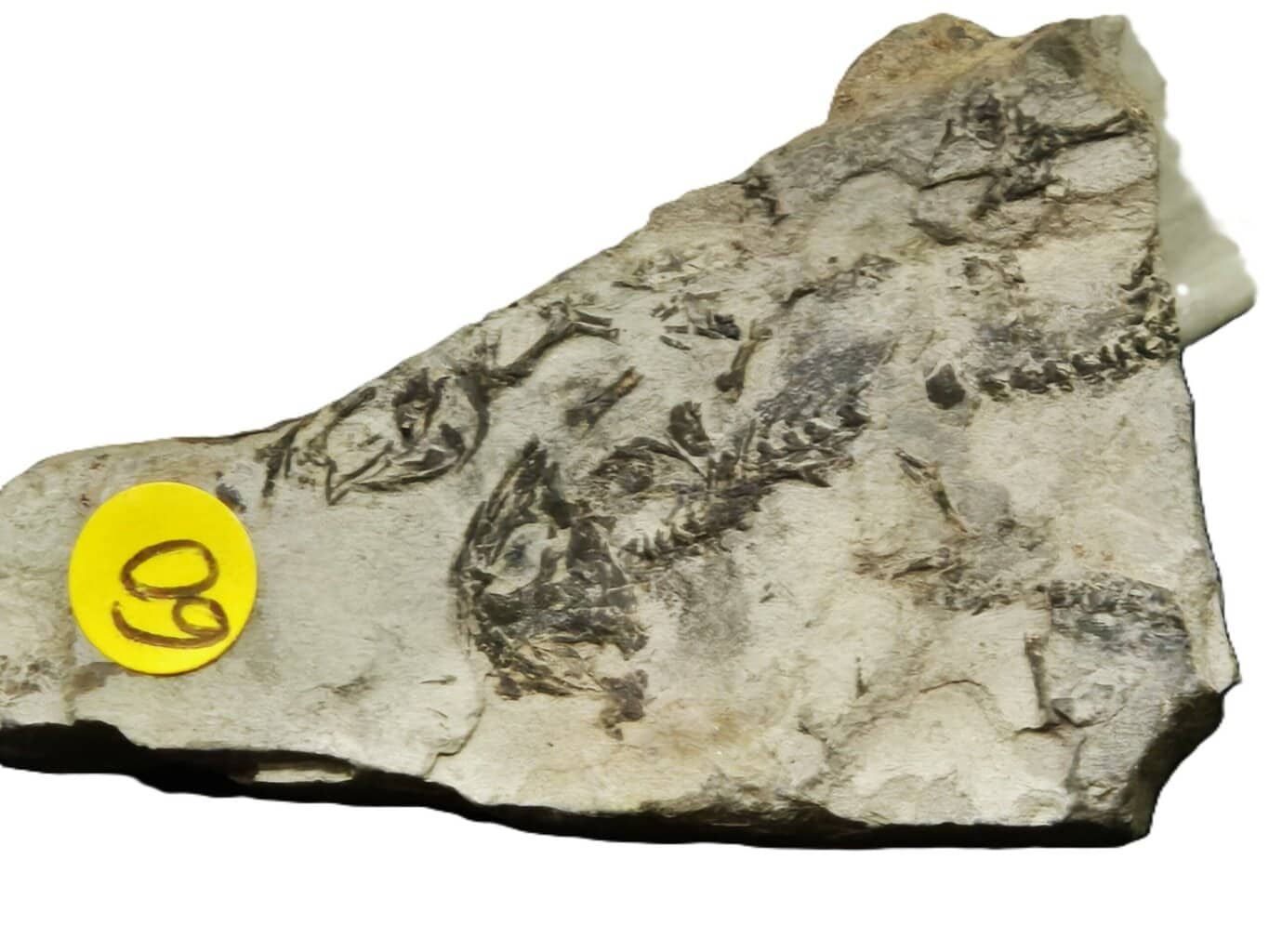 Branchiosaurus Saône et Loire