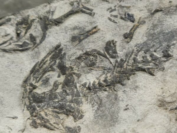 Branchiosaurus Saône et Loire