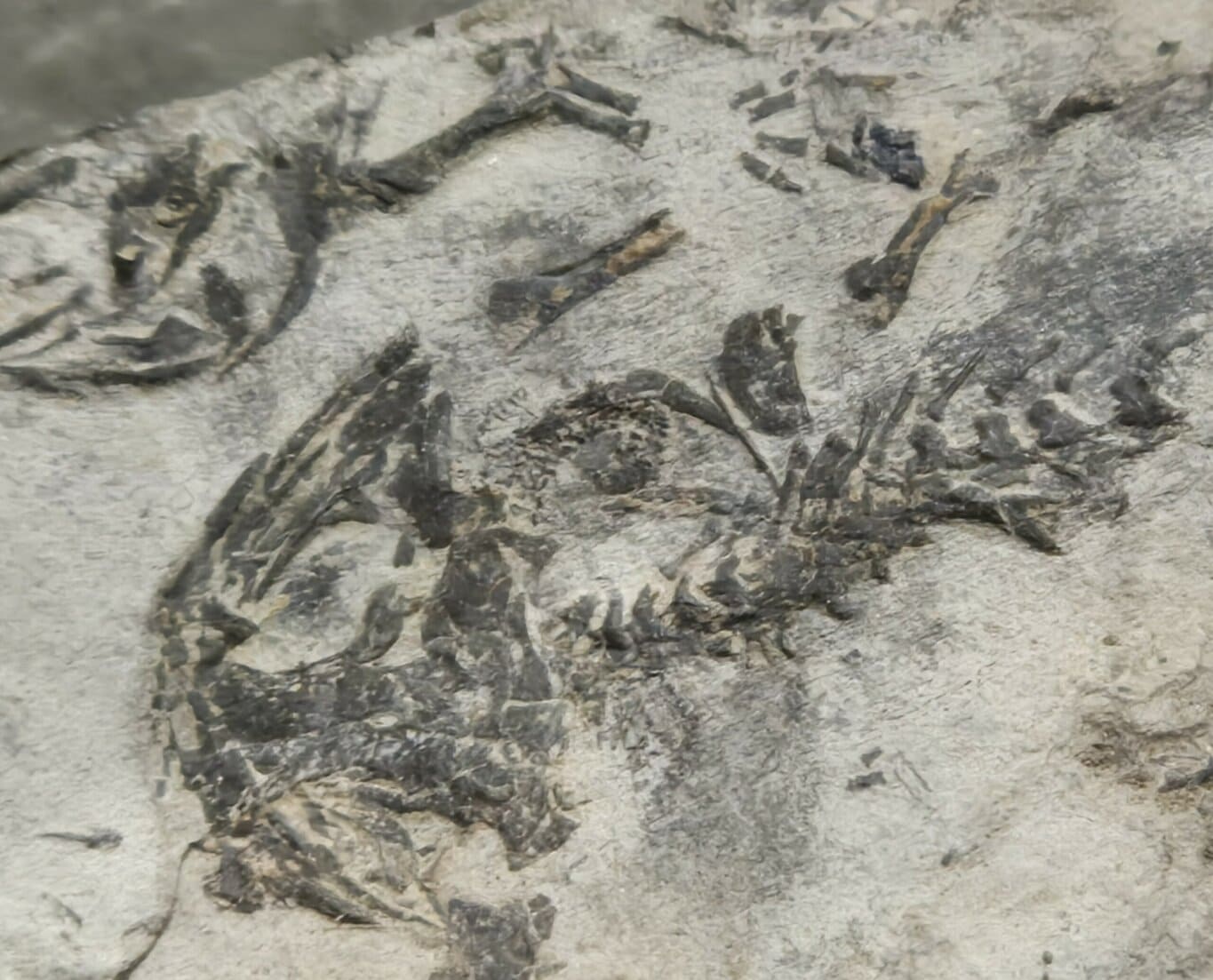 Branchiosaurus Saône et Loire