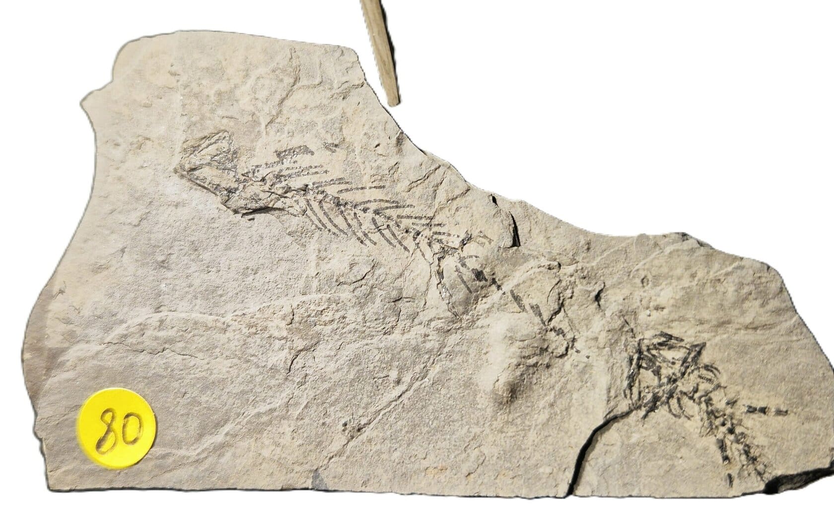 Branchiosaurus France