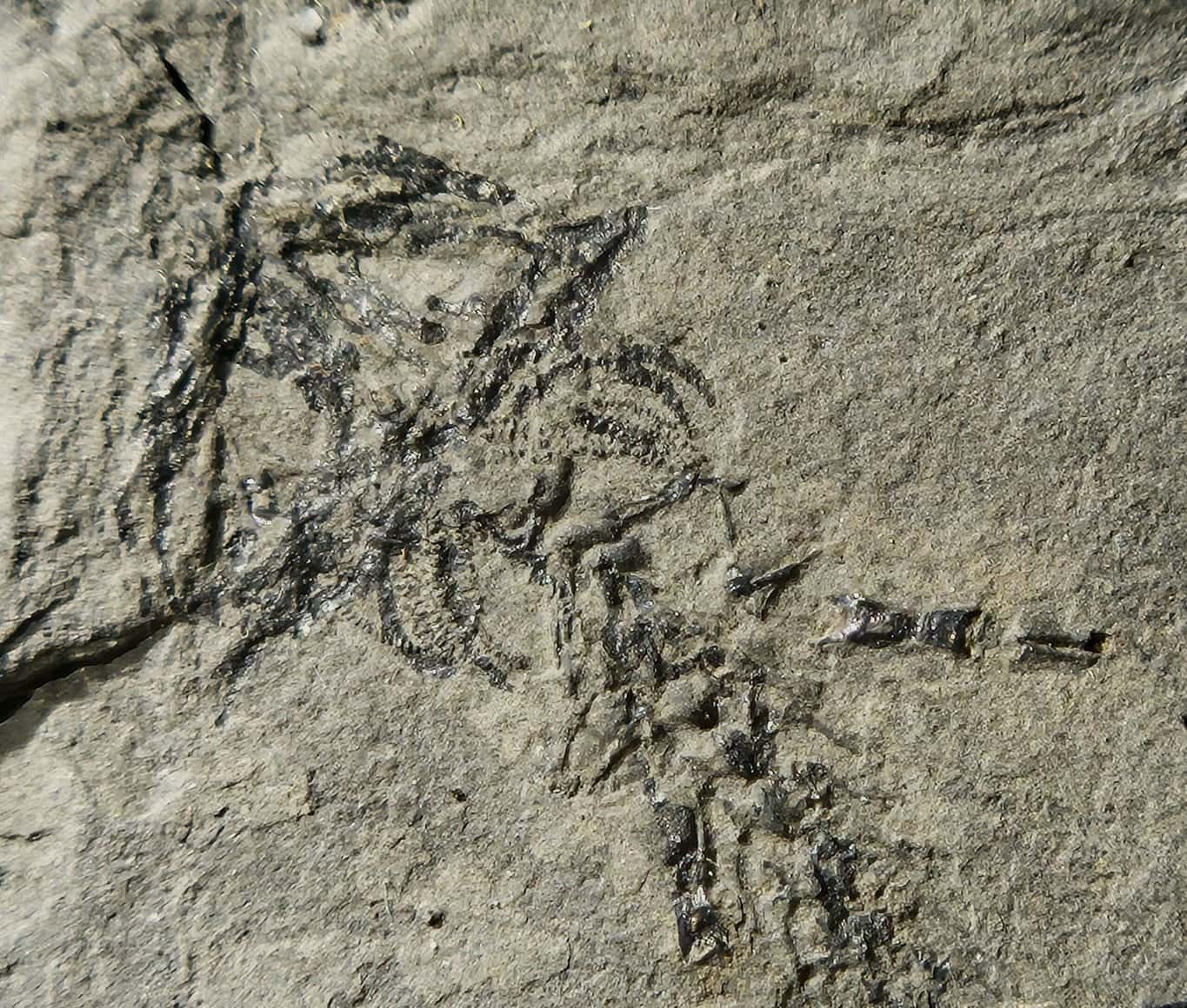 Branchiosaurus France