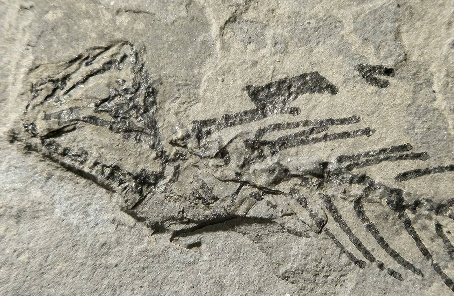 Branchiosaurus France