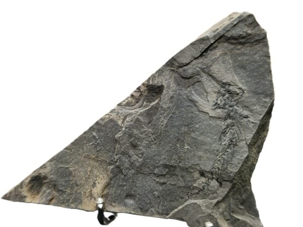 Branchiosaurus fossilisé France