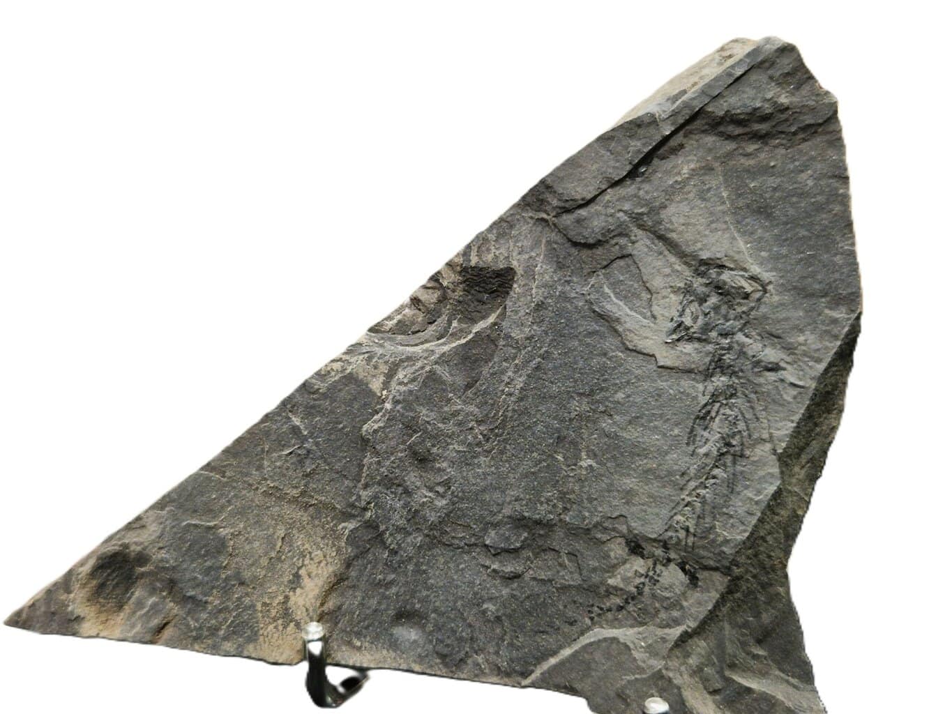 Branchiosaurus fossilisé France