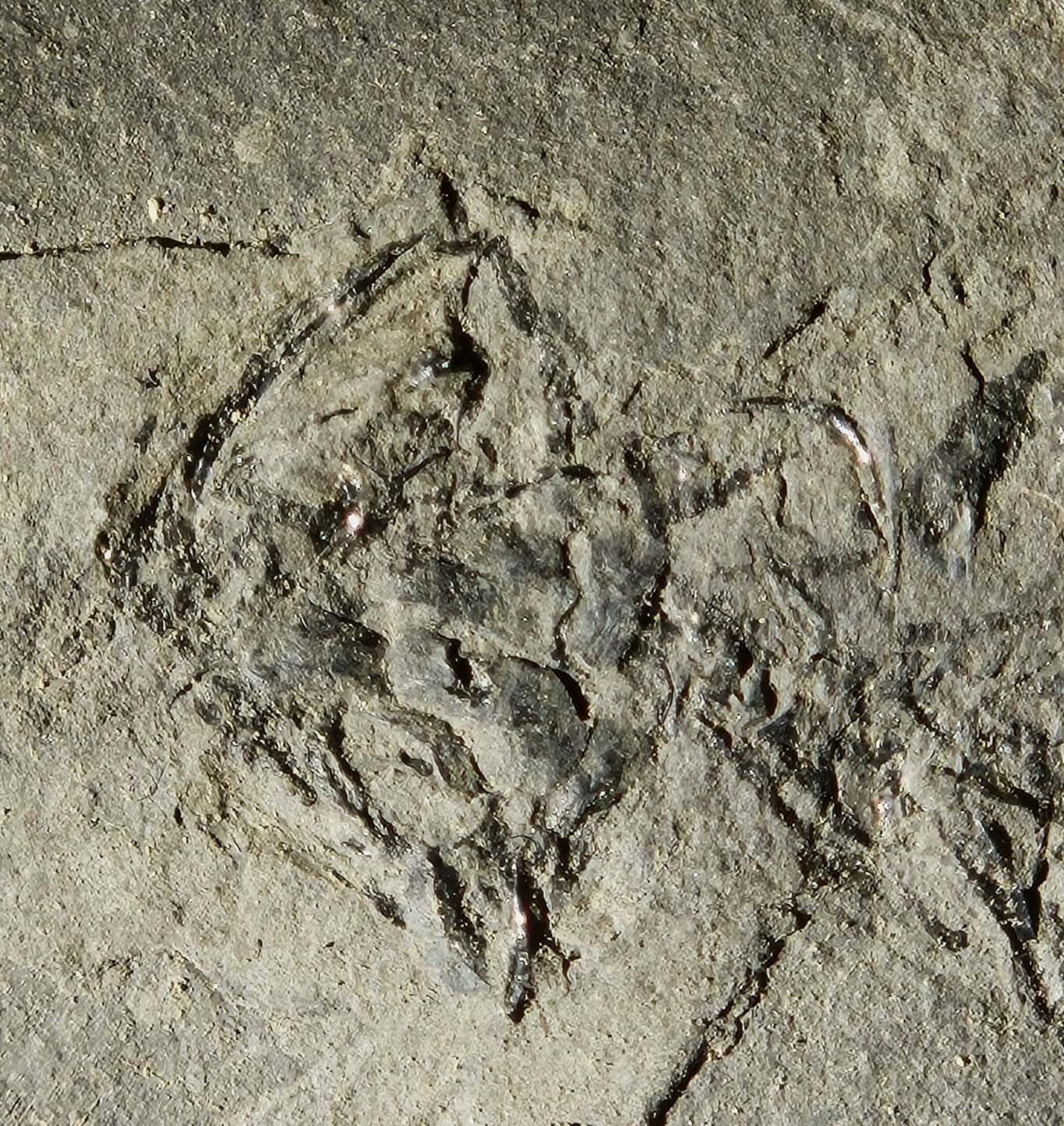 Branchiosaurus fossilisé France