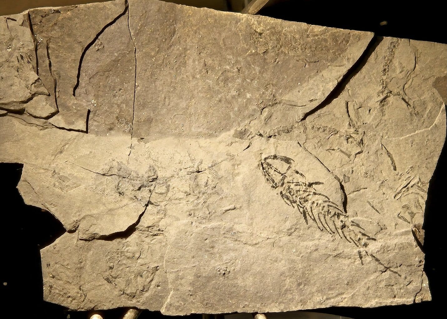 Branchiosaurus vertébré