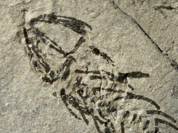 Branchiosaurus vertébré