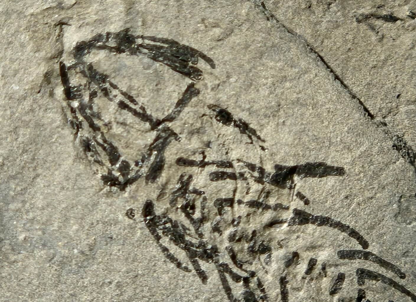 Branchiosaurus vertébré