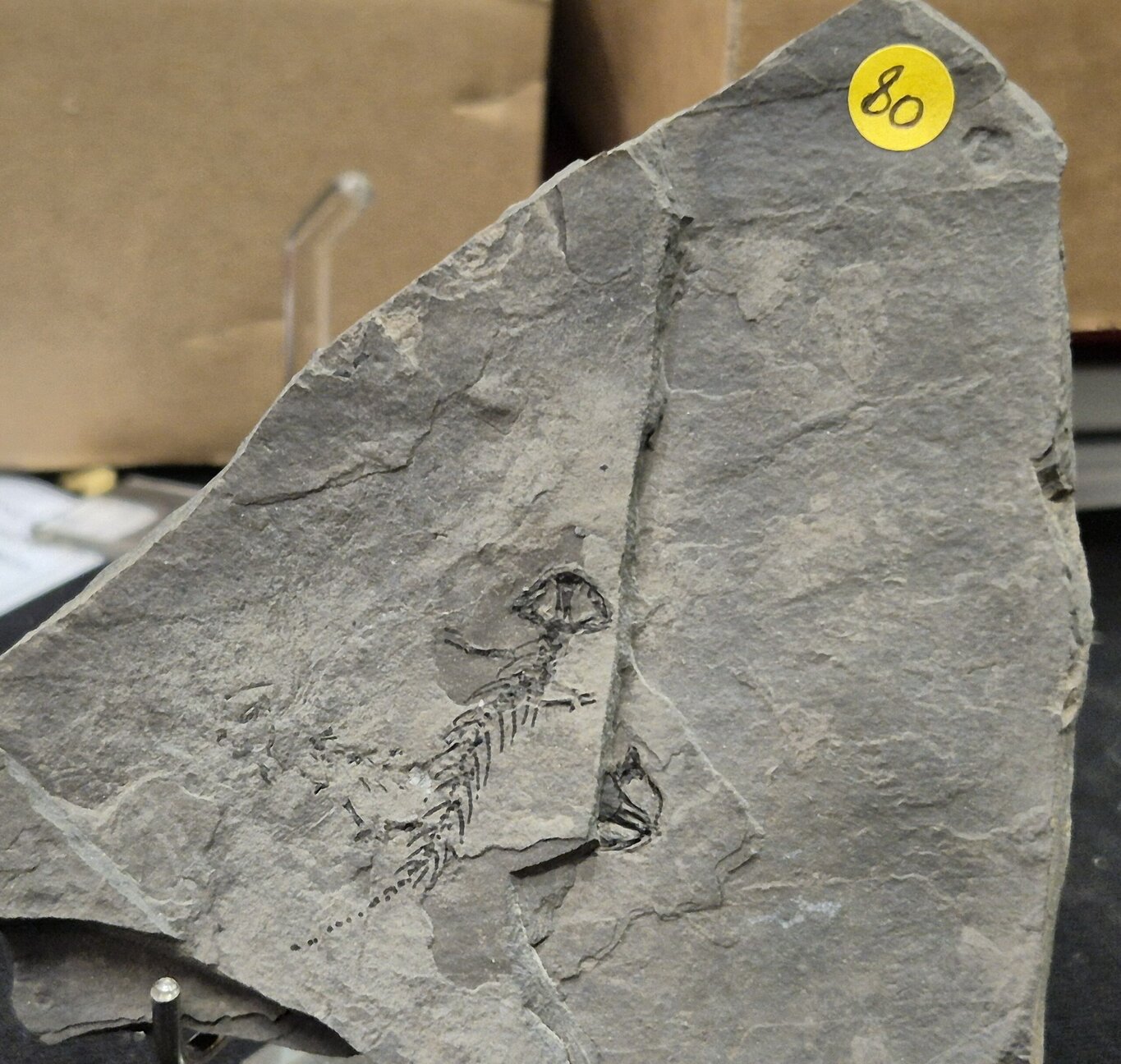 Branchiosaurus France