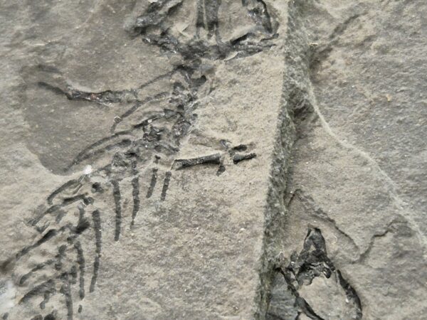 Branchiosaurus France