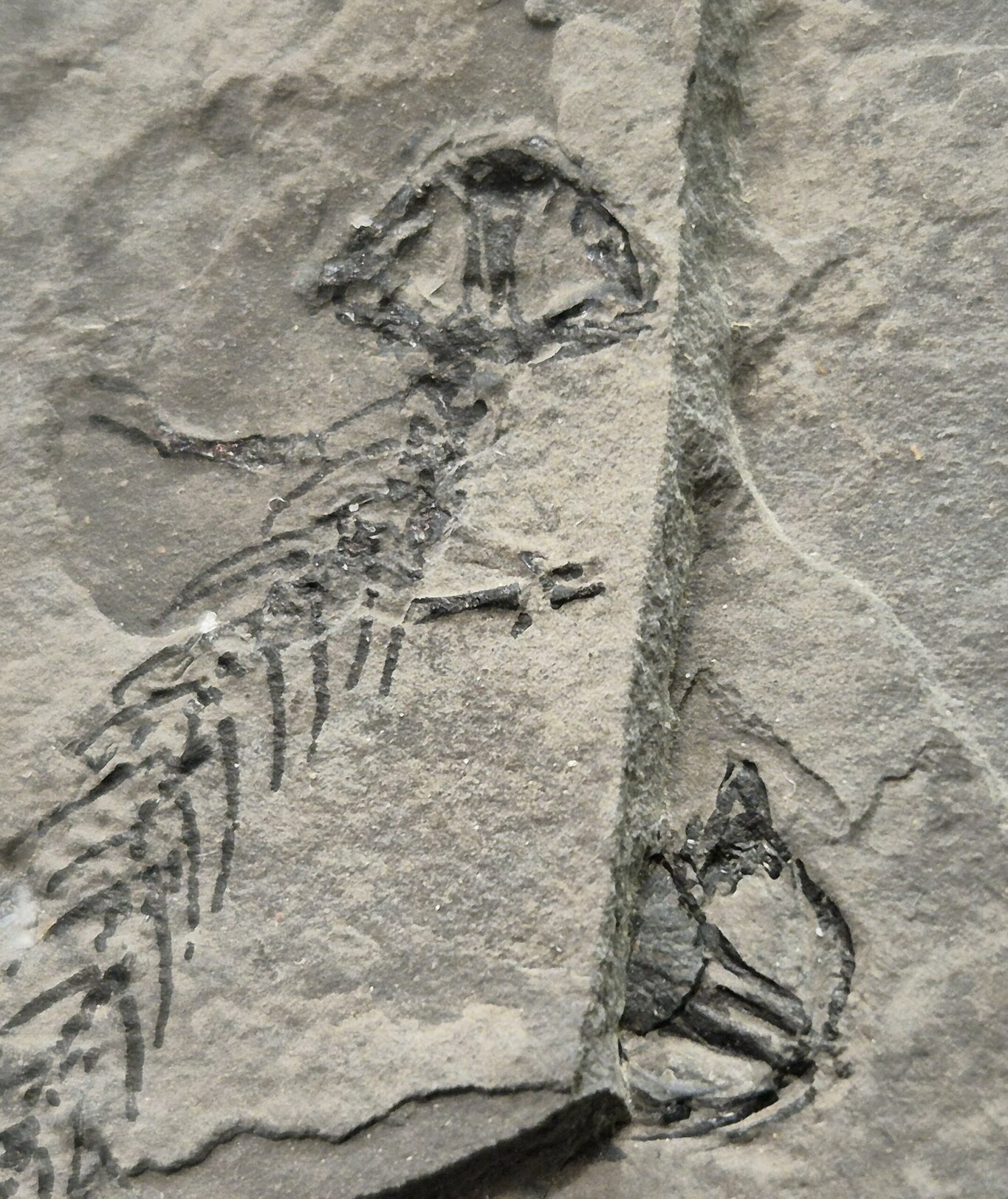Branchiosaurus France