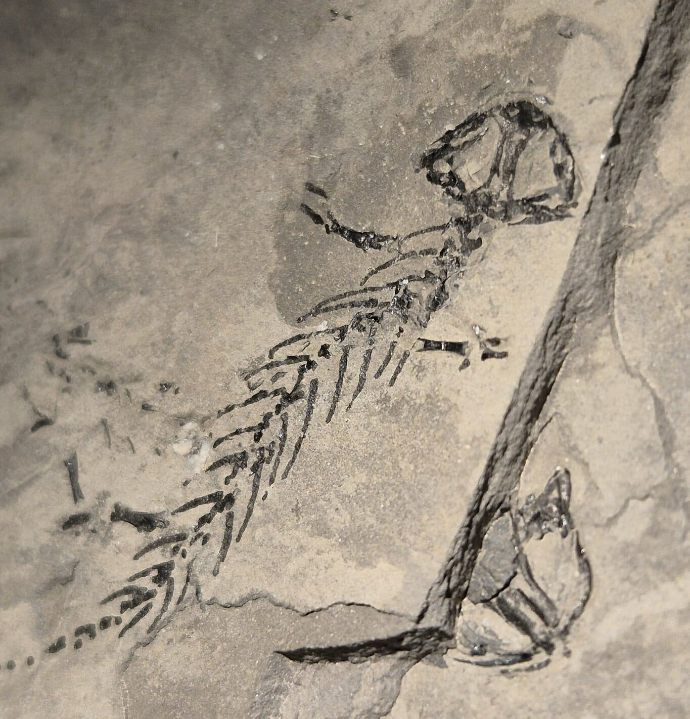 Branchiosaurus France