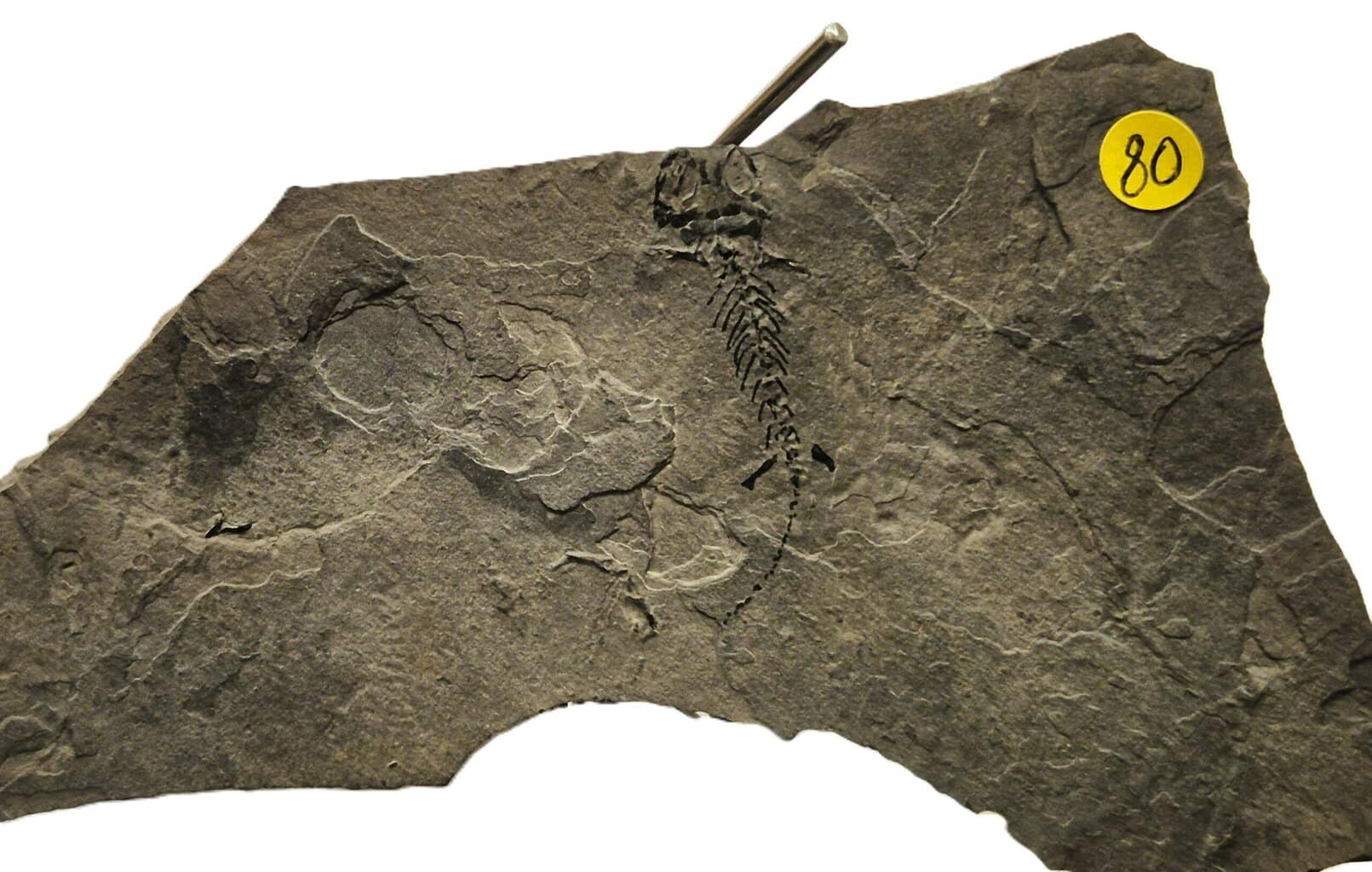 Branchiosaurus fossile de vertébré