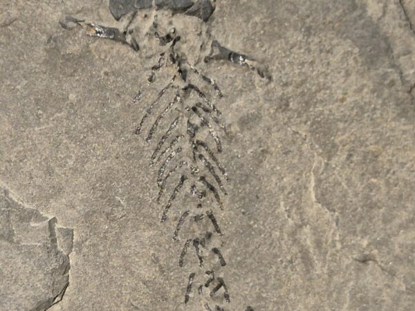 Branchiosaurus vertébré fossile