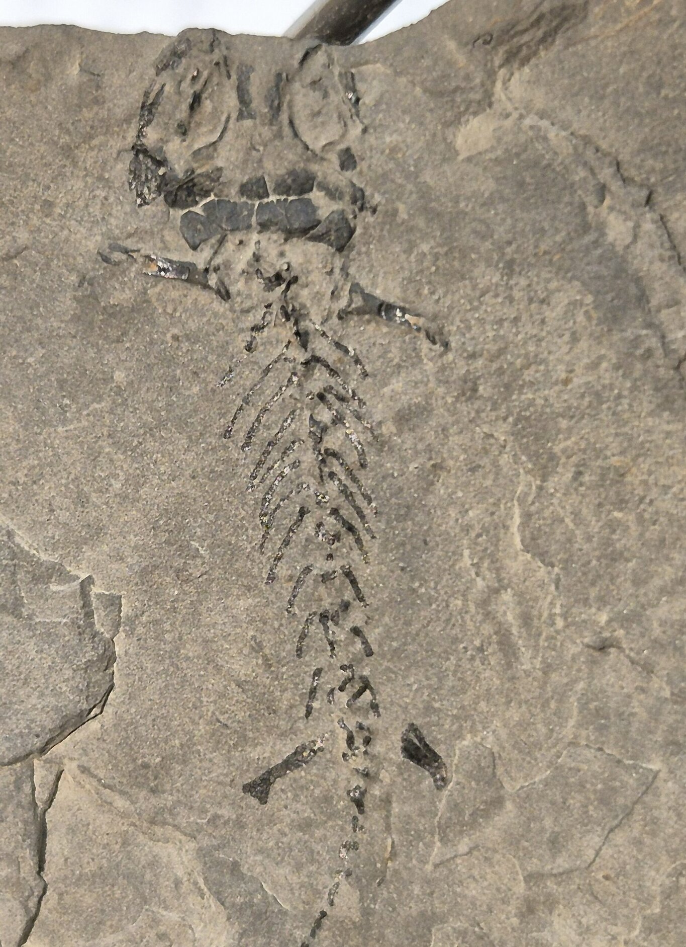 Branchiosaurus vertébré fossile