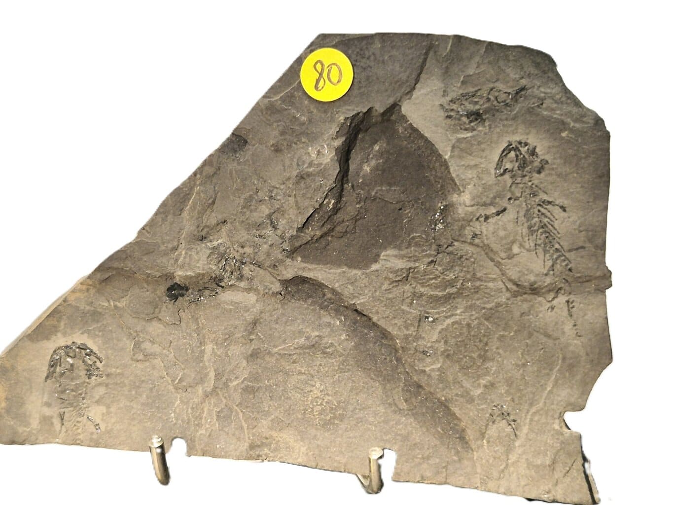 Branchiosaurus vertébré fossile